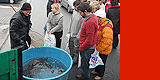 Kapříci 2011